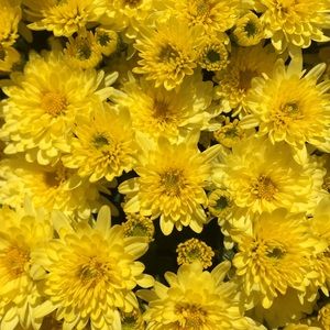 Meet your Posher, Gracey